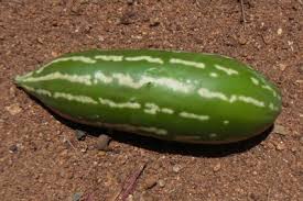 Image result for Coccinia sessilifolia