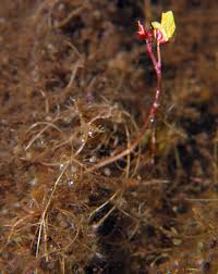 Image result for Utricularia  minor