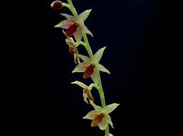 Image result for Microglossa densiflora