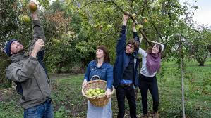 Fruit trees don't like to be moved so it is important to get the location right first time. Fruit Foraging In Christchurch S Red Zone Stuff Co Nz