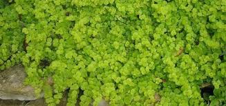 The golden honeydew melon has a similar shape and texture to the common honeydew. Lysimachia Golden Creeping Jenny Gold Moneywort Lysimachia Nummularia Aurea