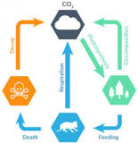 Image result for what phase changes occur in the state of carbon atoms in the course of the cycle