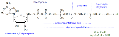 Deficiencies of this enzyme have been observed in patients with many different types of cancer and limited studies have suggested that coenzyme q10 may induce tumor regression in patients with breast cancer. Coenzyme A Acyl Carrier Protein Acyl Phosphates Acyl Adenylates Structure Occurrence Biochemistry And Function