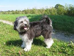 It is identified by the distinctive lion trim, gaily carried tail, and mischievous personality. Pin On Sofia Lowchen