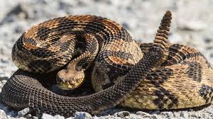 ماذا يوجد داخل ذيل الأفعى المجلجلة؟ (فيديو) ...