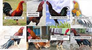 Situs berita vnexpress yang dikelola. Kenali Nama2 Ayam Ayam Baik Malaysia Facebook