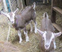 While the live weight is 63 kg and 45 kg in males and females. Toggenburg Goat Farming Information Goat Farming