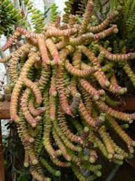 Image result for Crassula schimperi