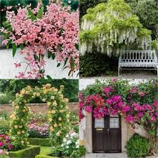 Fragrant white, pink, purple and red flowers; 20 Favorite Flowering Vines And Climbing Plants A Piece Of Rainbow