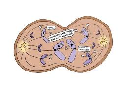 Meiosis The Production Of Sex Cells Click For Animation Ppt Download And then i said, 'bitch, i can't even begin to understand mitosis.' sex cells click for animation ppt