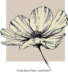 Cosmos Flower Csp10736111 Flower Drawing Flower Sketches Flower Drawing Images