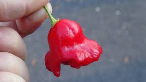 Image result for Capsicum baccatum