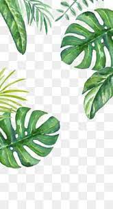 Free Download Banana Leaf Wallpaper Green Background Png 564 1001 And 0 54 Mb Poster Bunga Ilustrasi Daun Pola Bunga