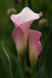 Calla Lilies By Secondclaw On Deviantart Pink Calla Lilies Calla Lily Flower Pictures