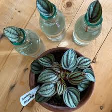 It requires a lot of light throughout the year, however, avoid direct sun rays, especially during the hottest hours of the day, as long as they might burn the leaves. Mich On Instagram Morning Propagation On This Gorgeous Peperomia Albovittata Also Know As Peperomia Piccolo Banda Per Peperomia Safe House Plants Plants