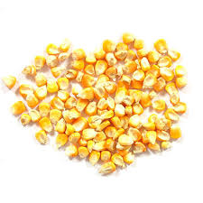 Maize, also known as corn (north american and australian english), is a cereal grain first domesticated by indigenous peoples in southern mexico about 10,000 years ago. Hybrid Maize Seed Pack Size 50 Kg Rs 13 Kilogram Adika Group Id 17483822133
