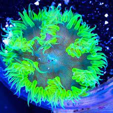 Rock Anemone Saltwater Tank Reef Tank Anemone