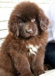 Pin By Kelly Schmidt On Newfoundland Dog Cute Dogs Fluffy Dogs Baby Dogs