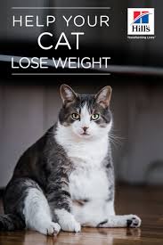 Pin On Cat Play