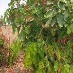 Image result for Isoberlinia doka