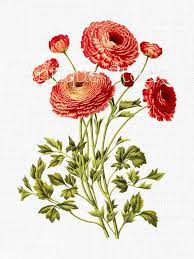 Ranunculus Flowers Clip Art Persian Buttercup Etsy In 2021 Ranunculus Painting Ranunculus Flowers Drawing Illustrations