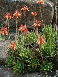 Aloe Brevifolia Short Leaf Aloe Information Photos Aloe Vera Plant Aloe Plant Hummingbird Garden