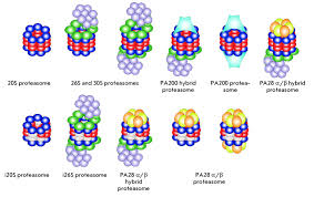 Enzymes that help such reactions are called proteases. Proteasome Diversity In Mammalian Cells A Catalytically Active 20s Download Scientific Diagram