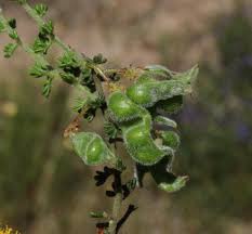 Image result for Acacia lasiopetala