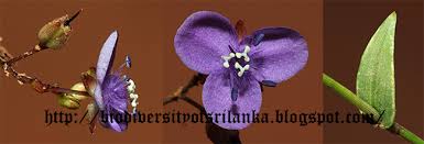 Image result for Murdannia semiteres