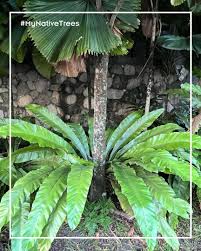 Image result for Asplenium aethiopicum