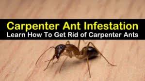 Ants in your home can be incredibly frustrating, not to. 7 Ingenious Ways To Get Rid Of Carpenter Ants