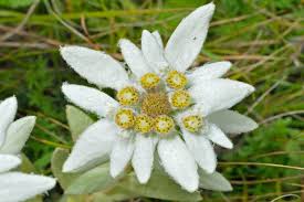 Flowers for all occasions lyrics. Edelweiss Flower Meaning Flower Meaning
