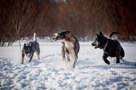 Are Blue Heelers Good With Other Dogs Bark How