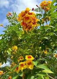 Image result for Tecoma stans