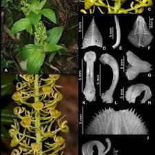 Image result for Liparis tridens