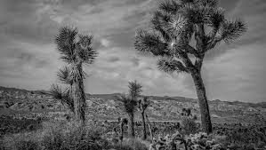 In every love poems are stupid, because in only a few months time they're likely falling to pieces; California Desert Artists Offer Poetry Prose Essays On Beauty