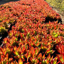 Image result for Crassula lanceolata