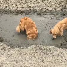 We Love Mud Lustige Hundevideos Hunde Videos Hunde