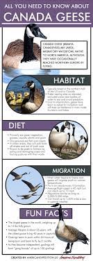 All You Need To Know About Canada Geese American Expedition Rustic Lifestyle Blog Canada Goose Animals Information Animal Infographic
