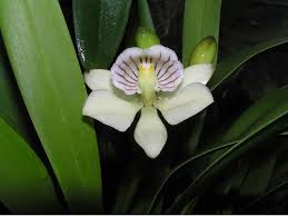 These are special to us as they grow natively in our three acres dedicated to woods and wetlands. Encyclia Orchids Butterfly Orchids How To Grow And Care Florgeous