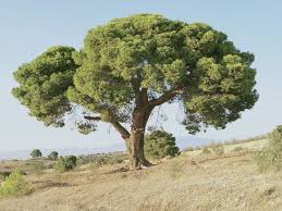 شجرة صنوبر حلبي معمرة plants tree fruit