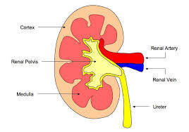 11 3 The Kidney Bioninja
