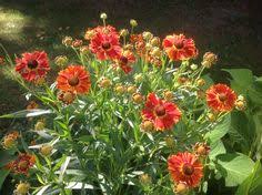 Helenium Plants Flowers Garden