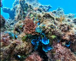 Image result for Satyrium schimperi