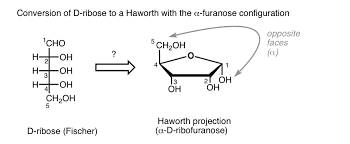 The bonds above and below any two adjacent carbon atoms are behind the plane of the paper. Converting A Fischer Projection To A Haworth And Vice Versa Master Organic Chemistry