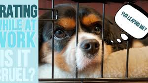 How often should i get my puppy up in the middle of the night? Crating Your Dog While At Work Is It Cruel Here S Your Answer