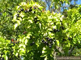 Image result for Clausena anisata