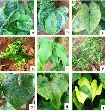 Image result for Dioscorea schimperiana