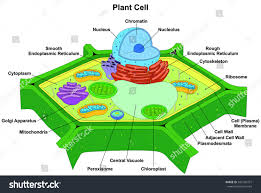 Vector Plant Cell Anatomy Diagram Structure With All Part Nucleus Smooth Rough Endoplasmic Reticulum Cytoplasm Go Bitki Hucresi Hucre Modeli Bitki Hucre Modeli