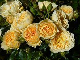 Top free images & vectors for remembrance plants and flowers uk in png, vector, file, black and white, logo, clipart, cartoon and transparent. 13 Beautiful Remembrance Roses To Plant In Loving Memory Funeral Guide